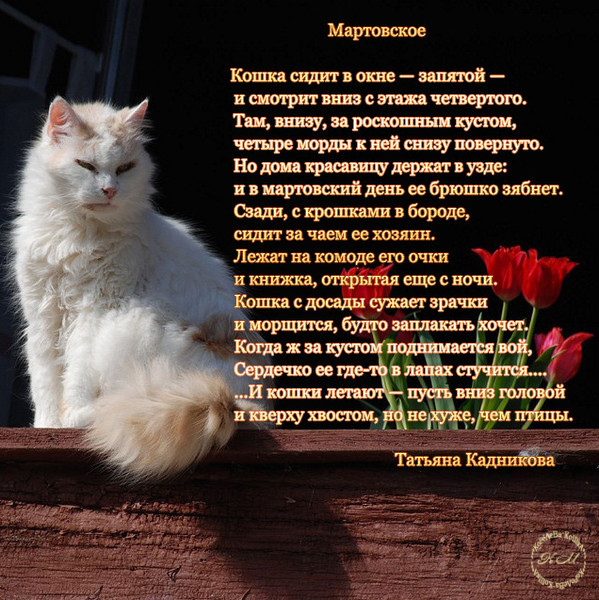 Мама кошка стихотворение. Стихи посвященные кошкам. Стихотворение про кошку. Стихи про любовь к кошкам.
