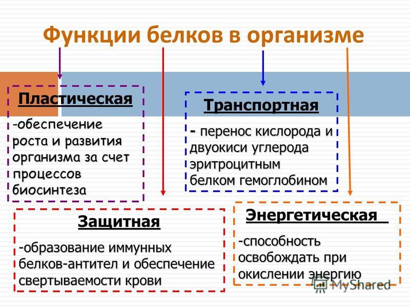 Роль белка в организме. Роль белков в организме пластическая. Функции белков в организме пластическая. Основная роль белков в организме пластическая энергетическая. Какой белок является защитным?.