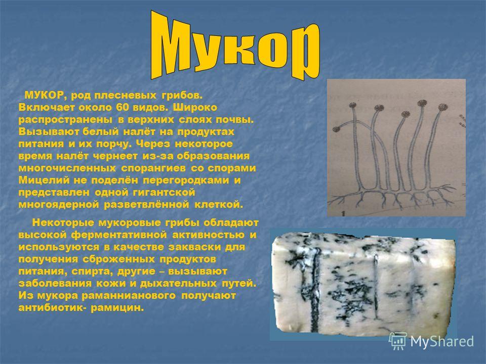 Чем отличается плесневый гриб. Плесневые грибы Mucor. Грибы рода Mucor. Мукор кистевидный. Гриб мукор (Mucor).