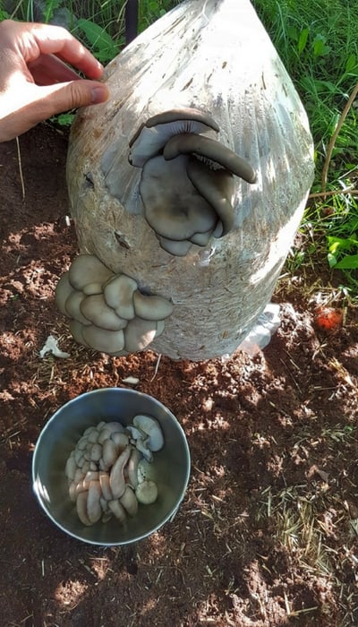 fruiting-oyster-mushrooms-outside