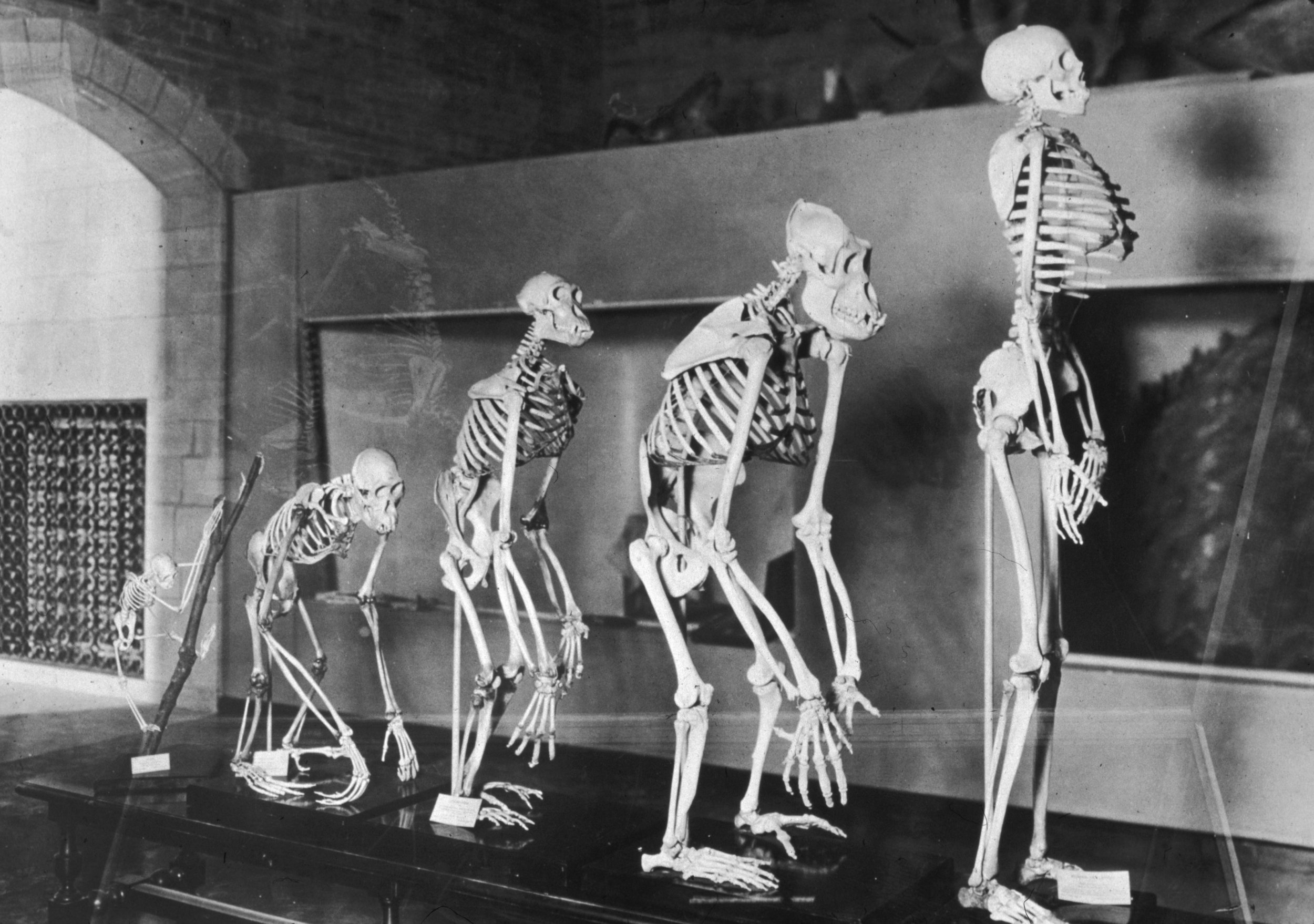 Дарвин теория эволюции скелеты
