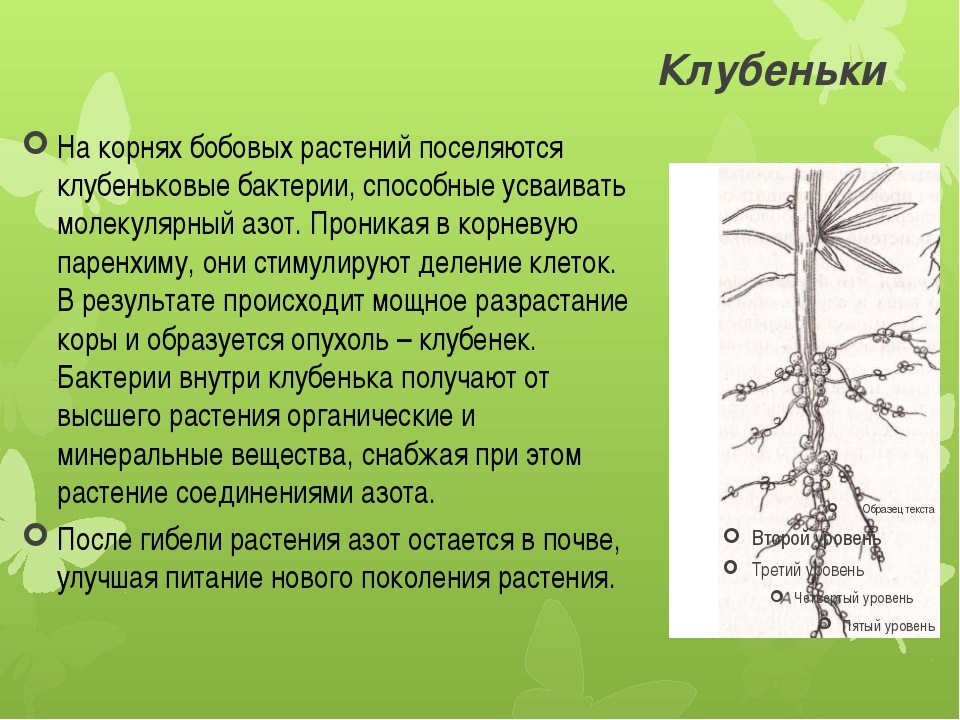 На рисунке изображен корень бобового растения с клубеньками образующимися за счет жизнедеятельности