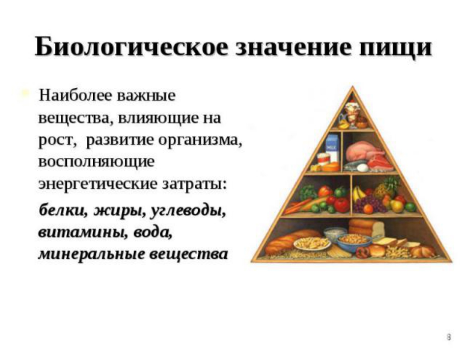 Значение пищи. Биологически важные вещества жиры белки углеводы. Пища и ее состав. Роль пищи для организма человека.