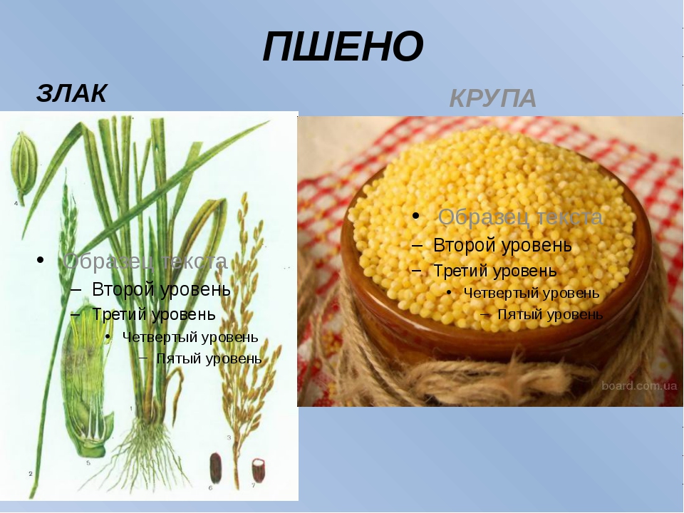 Из семян какого растения готовят пшенную кашу