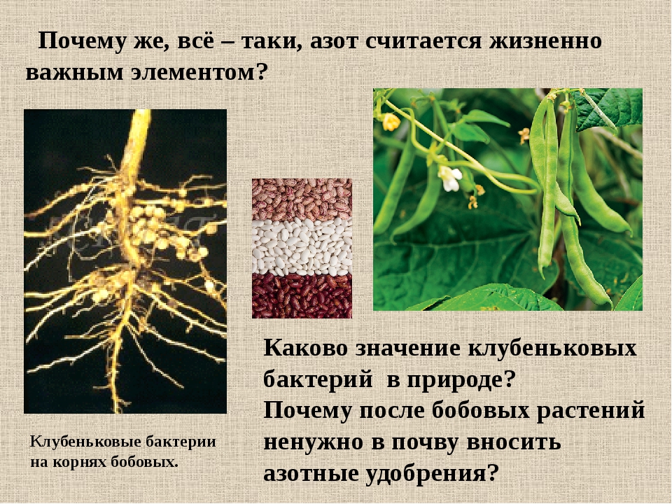Клубеньковые растения на корнях бобовых растений. Азотфиксирующие клубеньки. Бактериальные клубеньки бобовых. Роль клубеньковых бактерий в природе. Клубеньковые бактерии функции.