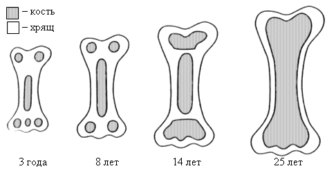 Схема длинной трубчатой кости взрослого человека и ребенка рентген