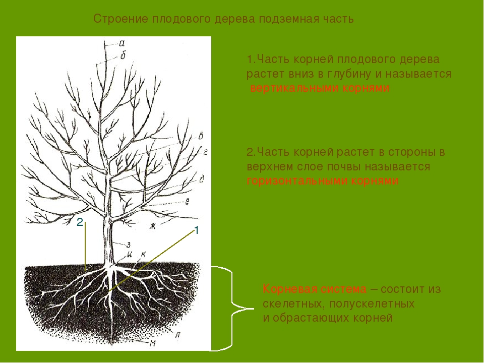 Плодовый корень. Корни плодовых деревьев схема. Особенности строения яблони. Строение корневой системы яблони обыкновенной. Корневая система плодовых растений.