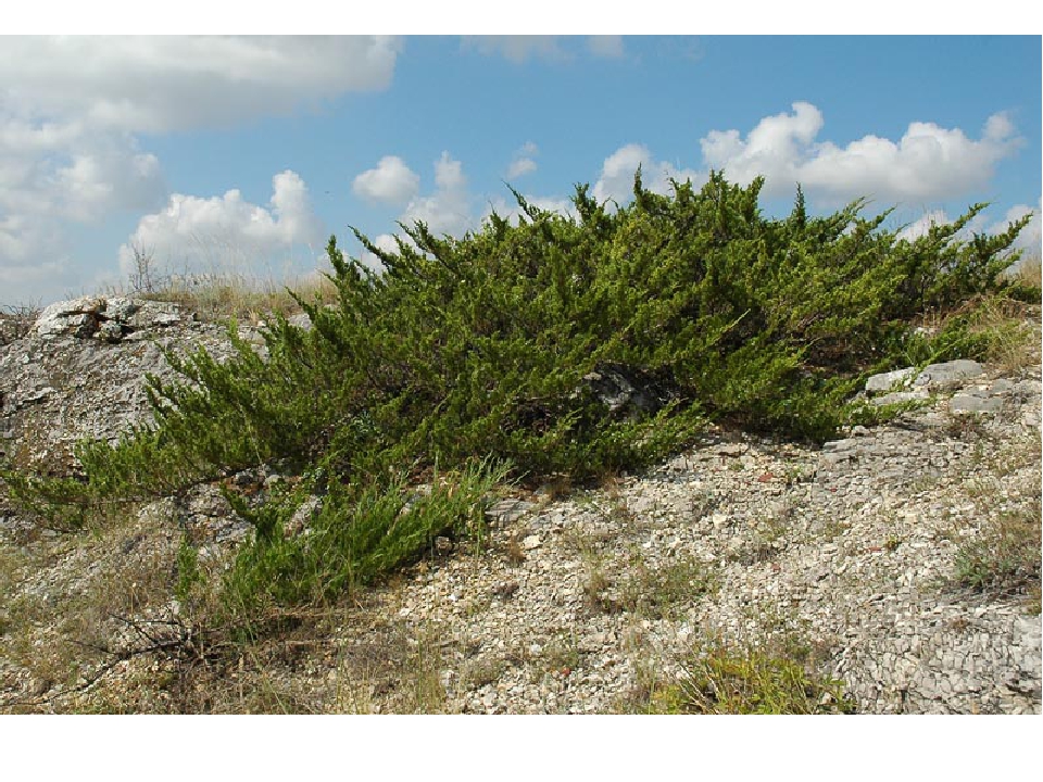 Juniper перевод. Можжевельник казацкий в дикой природе. Можжевельник казацкий Крымский. Можжевельник казацкий памятник природы Волгоградская область. Можжевельник Туркестанский.