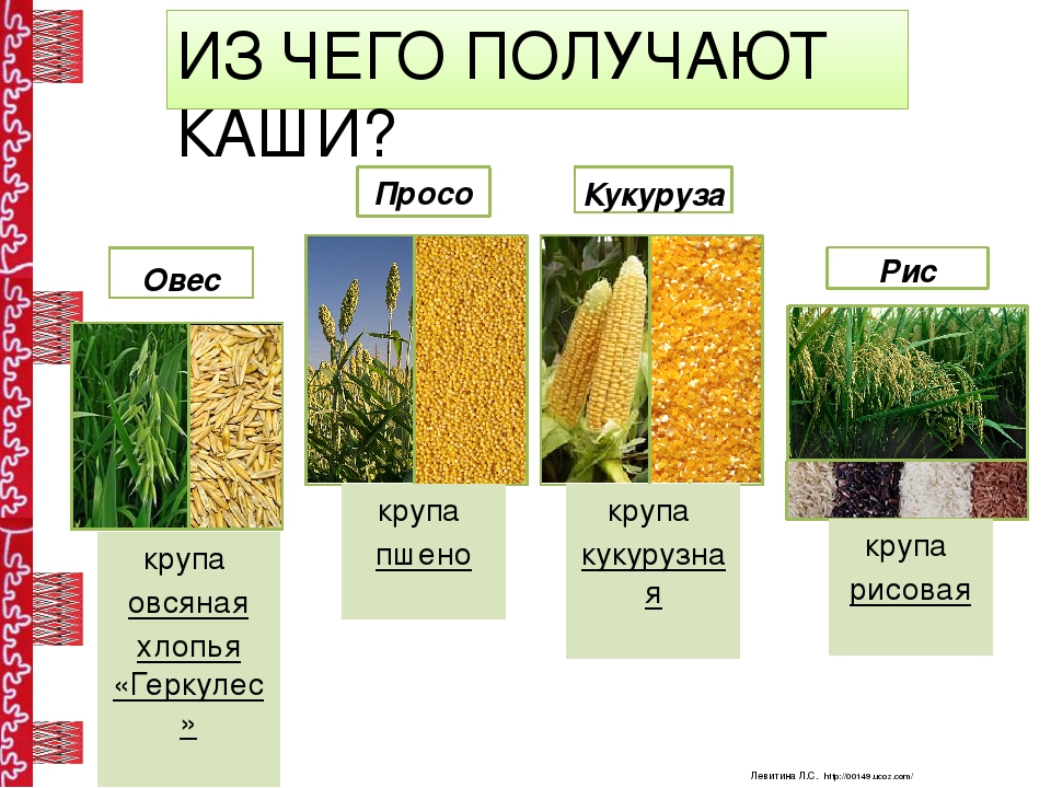 Пшенная каша готовится из какой крупы