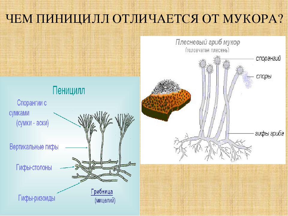 Плесневые грибы образуют микоризу. Спорангии пеницилла. Мицелиальные плесневые грибы. Плесневого гриба пеницилла. Строение мукора и пеницилла.