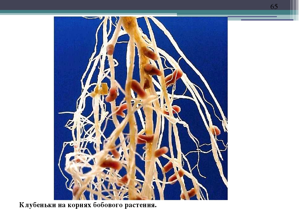 На рисунке изображен корень бобового растения с клубеньками образующимися за счет жизнедеятельности