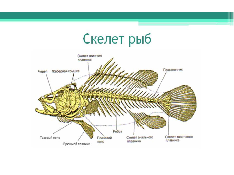 Рыбы биология. Опорно двигательная система класс рыбы 7 класс биология. Эволюция опорно двигательной системы 7 класс биология. Скелет рыбы по биологии. Скелет рыбы 7 класс.
