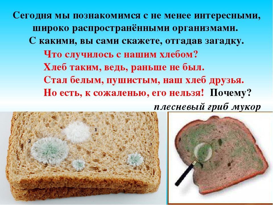Виды плесени на хлебе фото с описанием