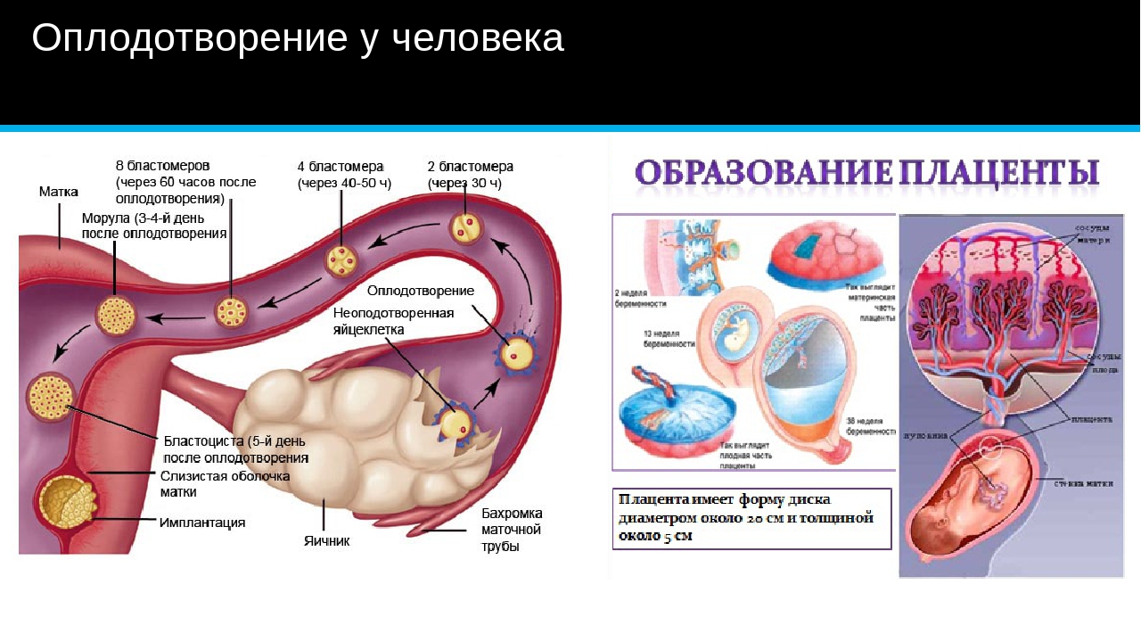 Схема движение яйцеклетки в матку