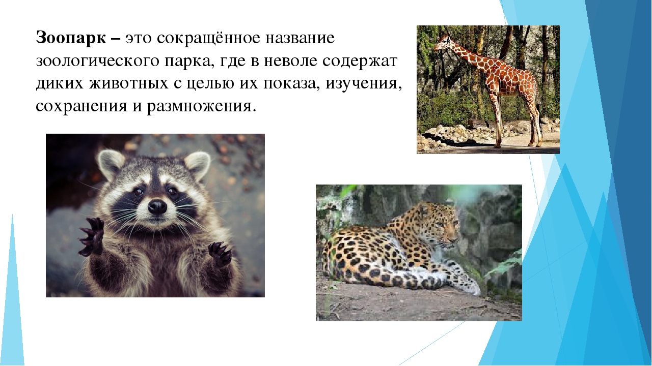 Что такое зоопарк 1 класс. Животные Московского зоопарка для детей презентация. Что такое зоопарк 3 класс. Зоопарк это определение для детей. Сообщение о любом зоопарке мира.