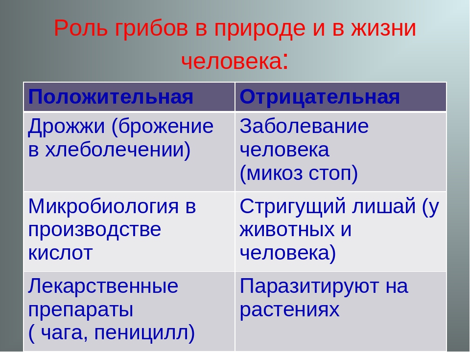 Схема роль грибов в природе и жизни человека