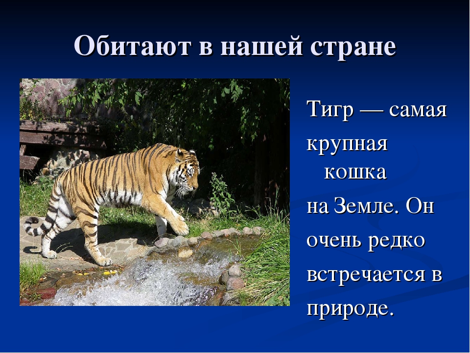 Текст про зоопарк 4 класс. Окружающий мир. В зоопарке. Тигры самые крупные кошки на земле. Сообщение о животном из зоопарка. Презентация о тиграх.