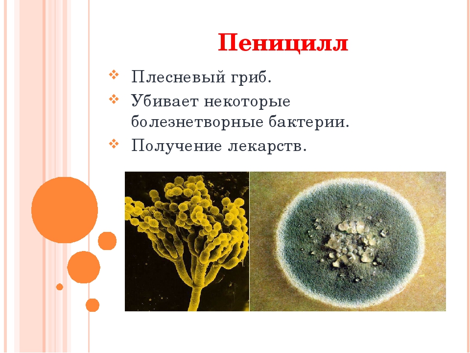Роль плесневых грибов в жизни человека. Пеницилл царство. Плесневый гриб пеницилл. Гриб пеницилл и бактерии. Плесневого гриба пеницилла.