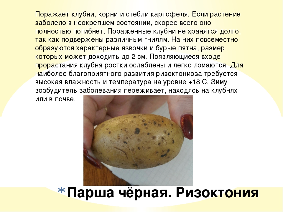 Можно ли картошку оставить в воде
