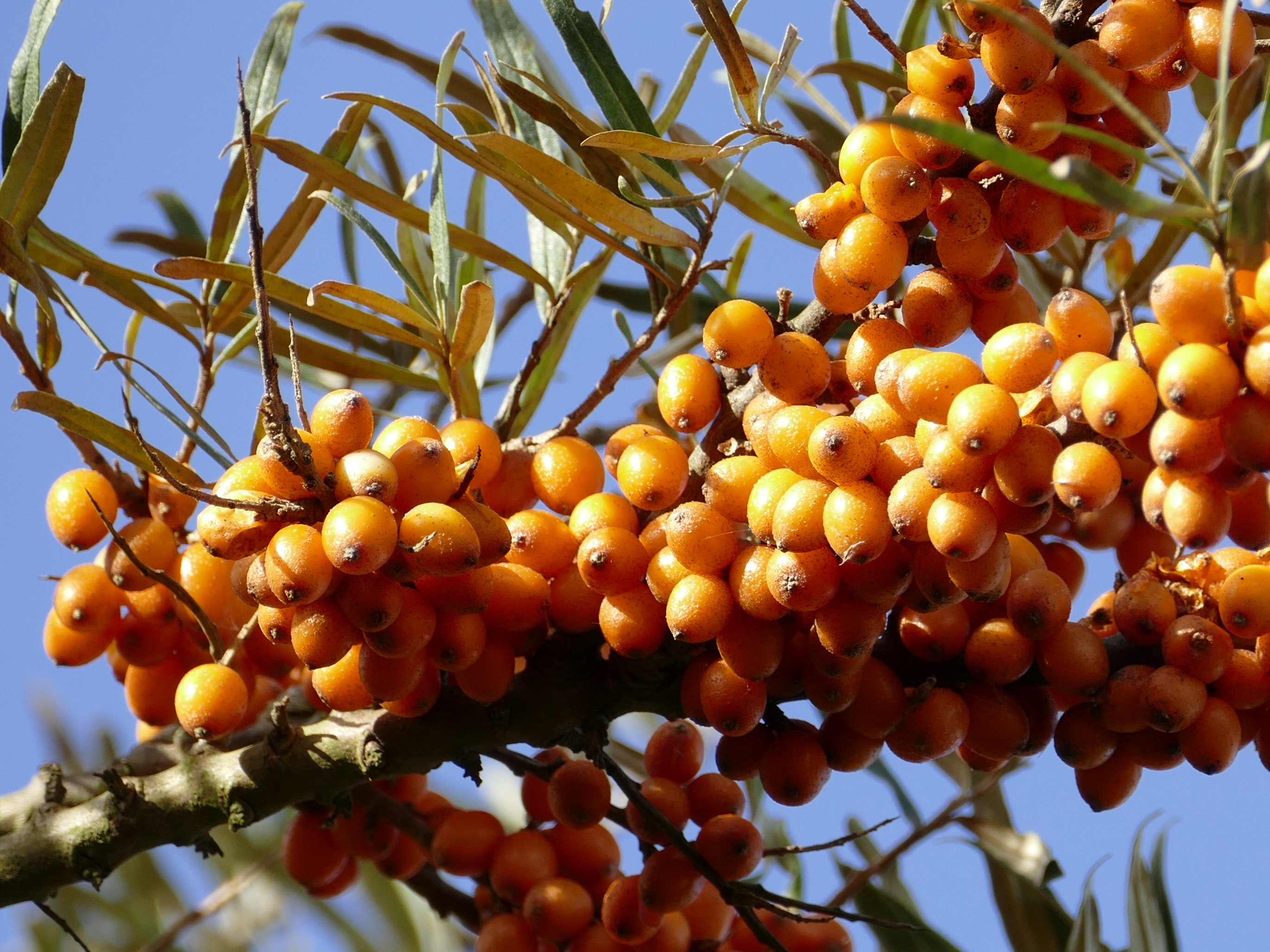 Фото облепихи. Облепиха Hippophae. Облепиха крушиновидная. Облепиха Лейкора. Облепиха крушиновидная (Hippophae rhamnoides l.).