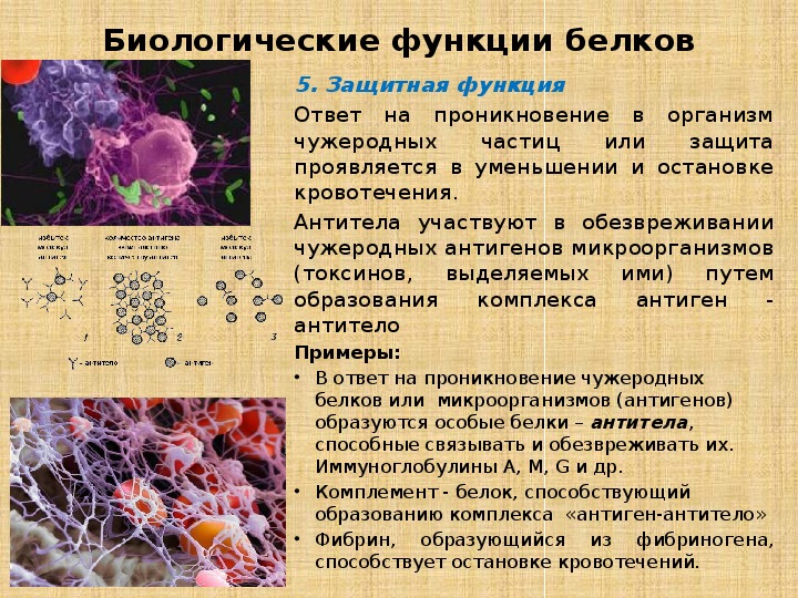 Презентация белки и их роль в организме человека