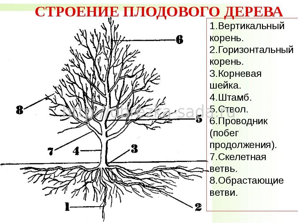 Корневая система яблони глубина схема фото и описание