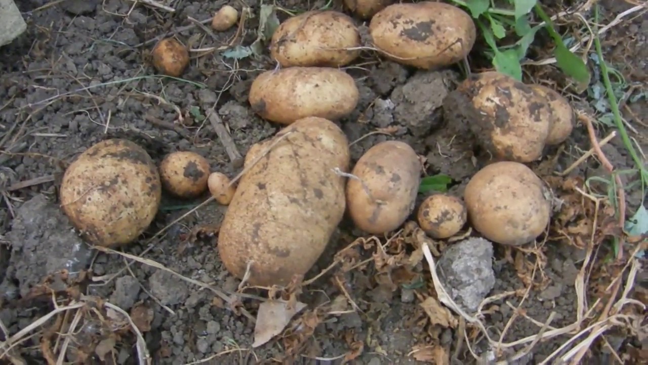 Сорта картофеля устойчивые к фитофторозу. Инноватор сорт картофеля. Картофель сорт Репанка. Картофель Тимо Ханккиян. Сорт картофеля Тимо.