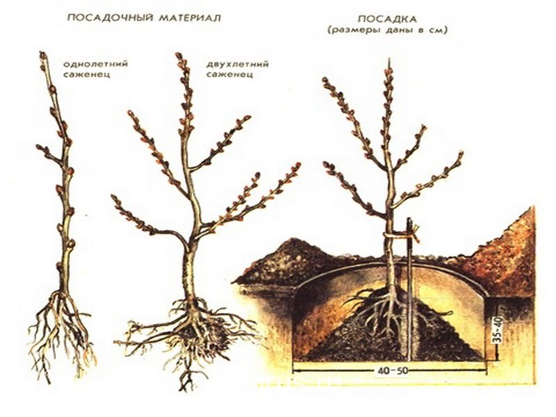 Корневая система яблони фото