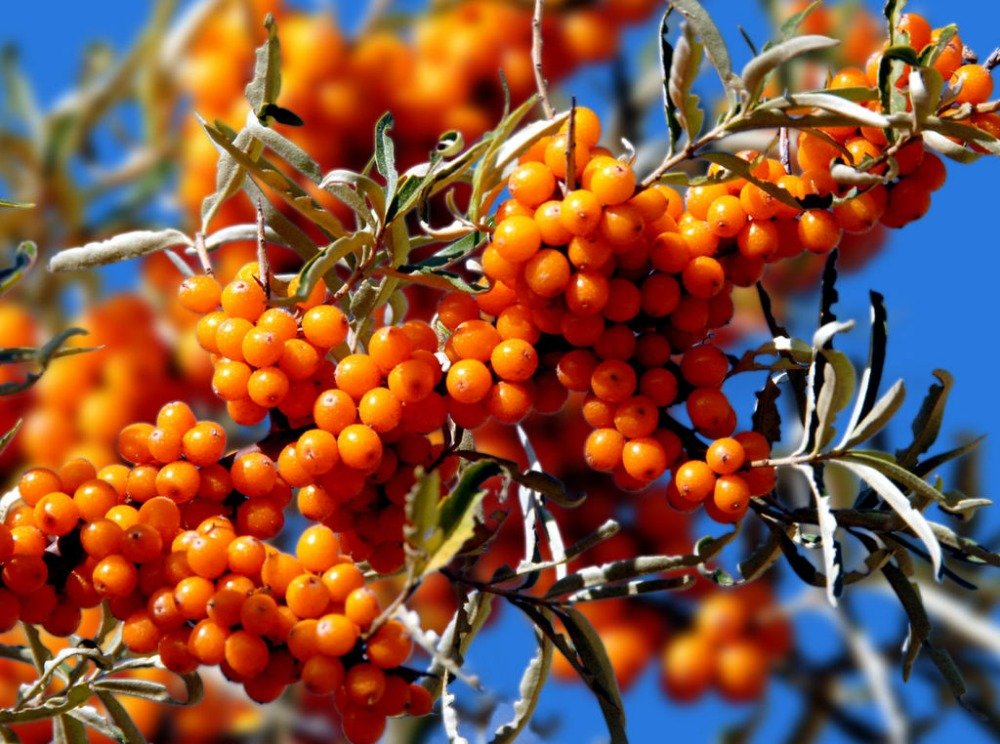 Облепиха на латинском. Sea Buckthorn (Hippophae rhamnoides). Облепиха латинское название. Облепиха kitayskaya. Облепиха в горшке.