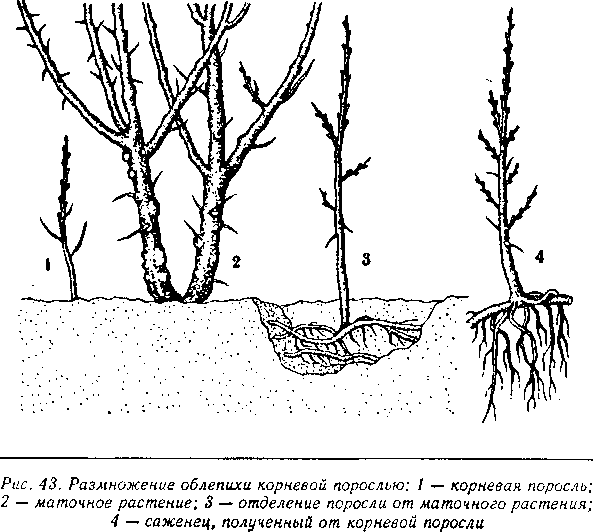 Схема корневой системы вишни