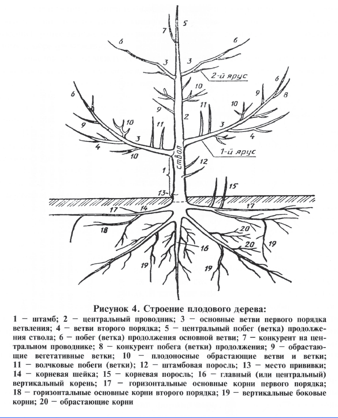 Корневая система вишни садовой схема