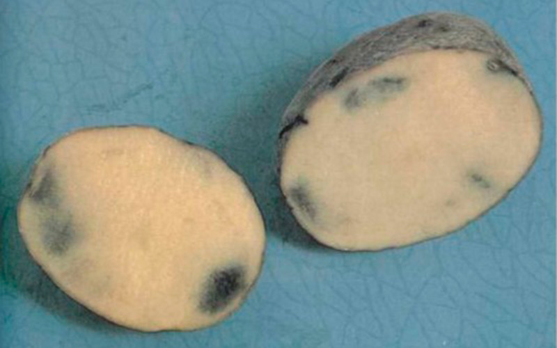 Почему после подмораживания клубни картофеля становятся сладковатыми