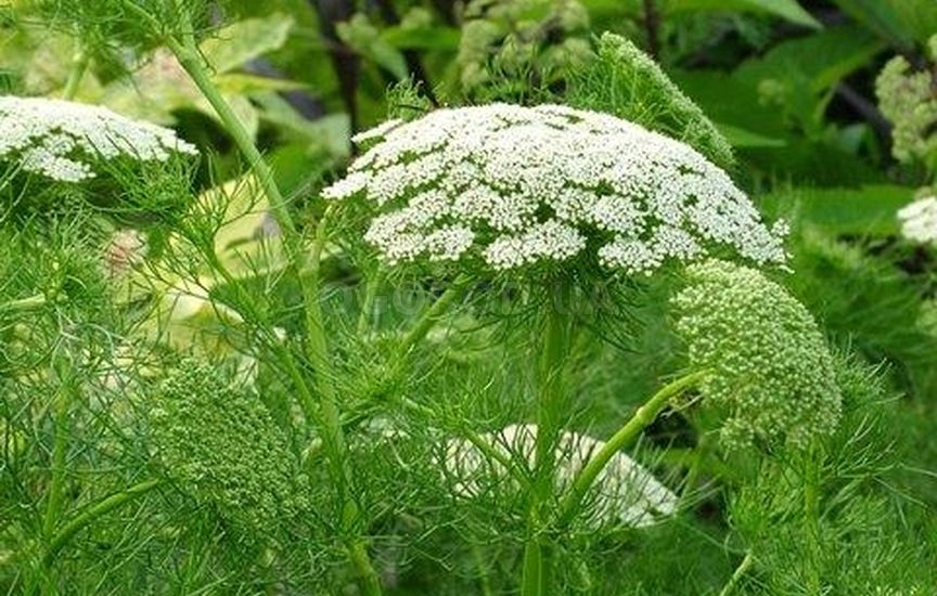 Зубная трава. Амми majus Visnaga. Амми (Ammi) majus Visnaga. Целебная трава Амми. Виснага морковевидная.