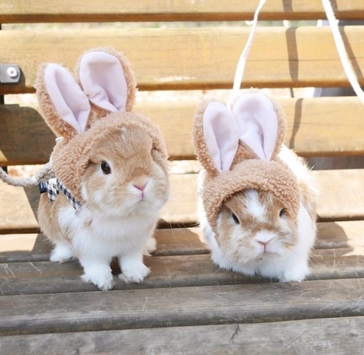 Зайку кролика. Милый кролик. Милые крольчата. Кролик Эстетика. Милые зайчики.