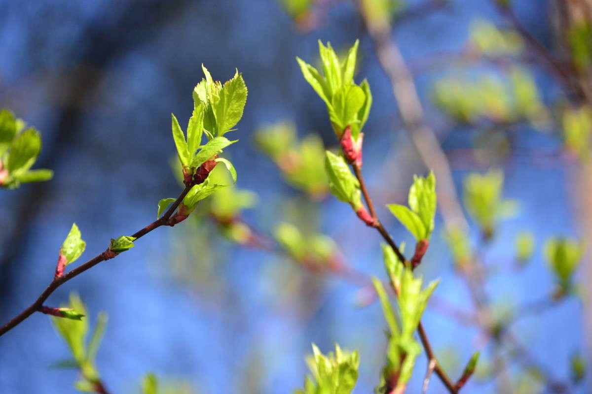 Весна почки на деревьях распускаются
