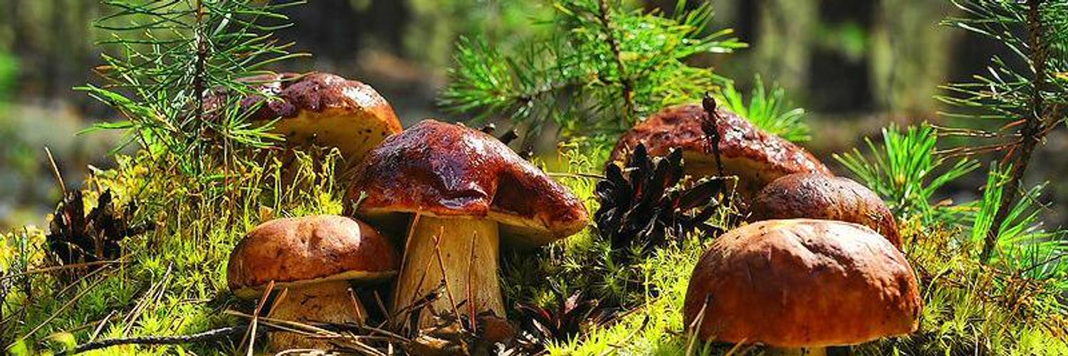 Экологические грибы. Осень. Осень картинки. Полянка на которой 2 гриба. Фото мухоморов в осеннем лесу.