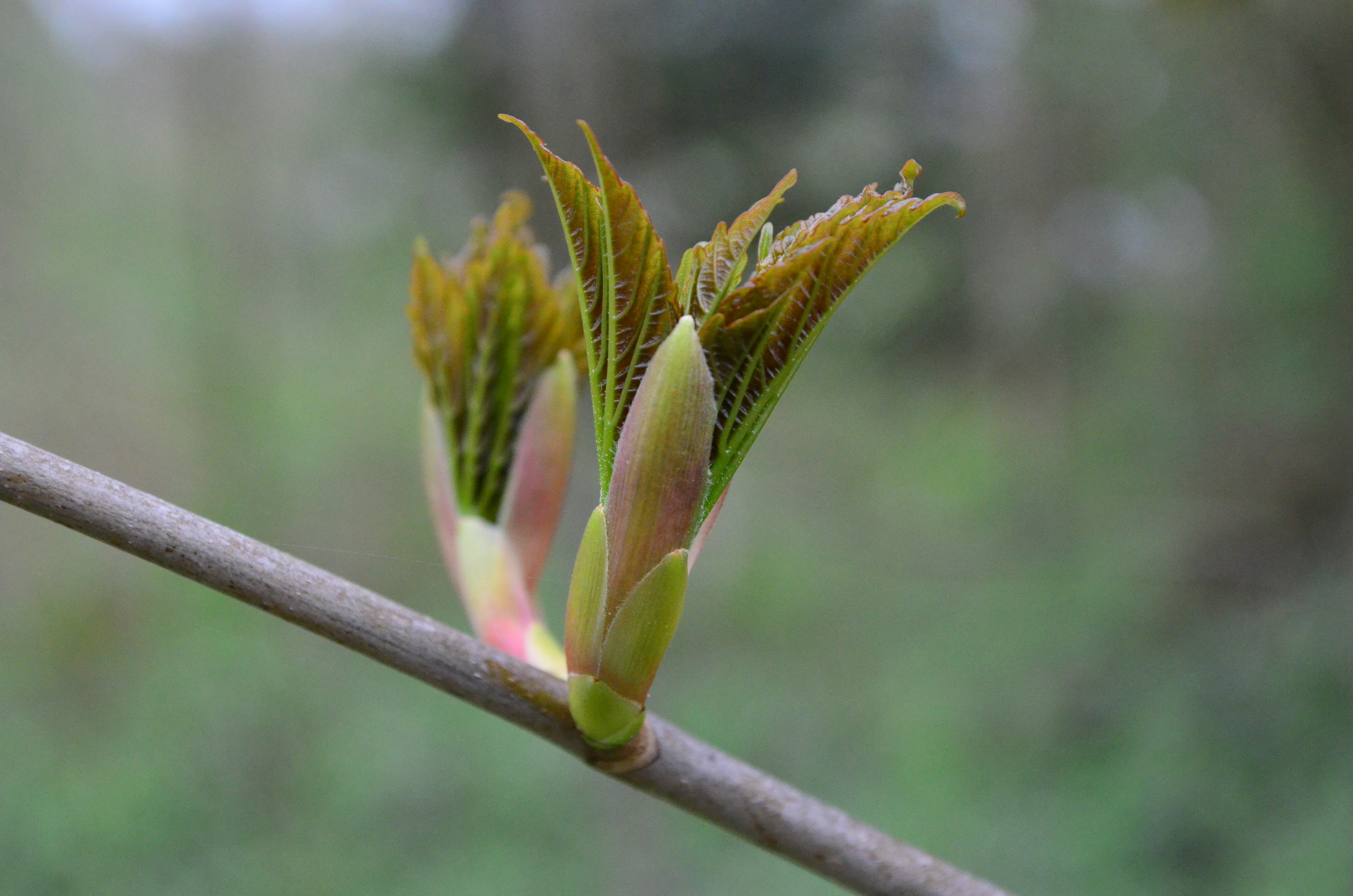 Цветение листьев. Бруньки ясеня. Каштан листья распускаются. Bud Plant почка. Дерево почка почка каштана.