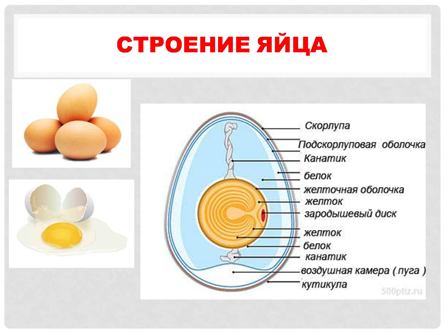 Яйца и яичные продукты презентация