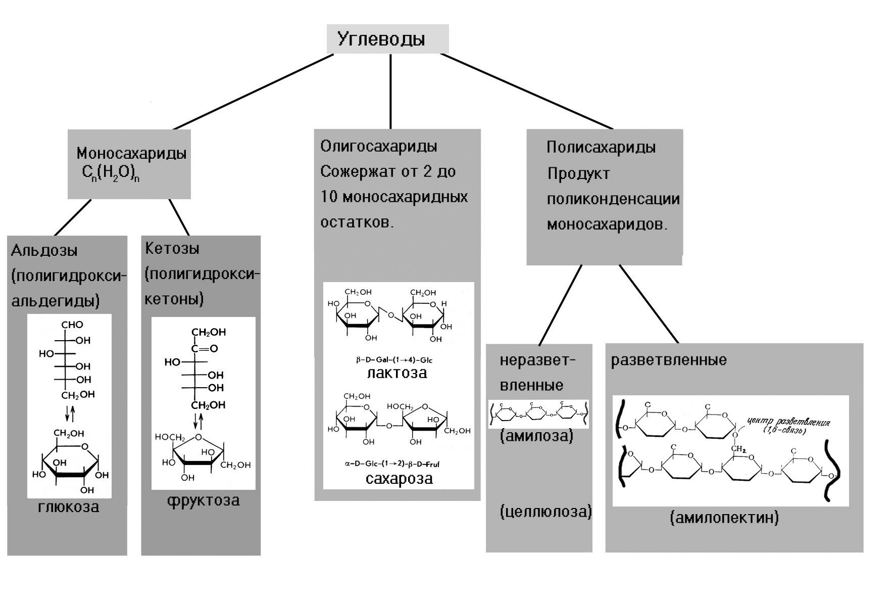 Углеводы моносахариды презентация