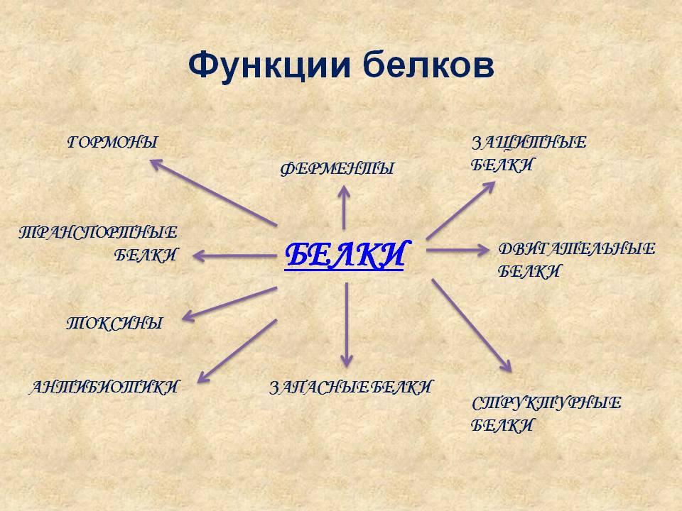 Белки схема химия