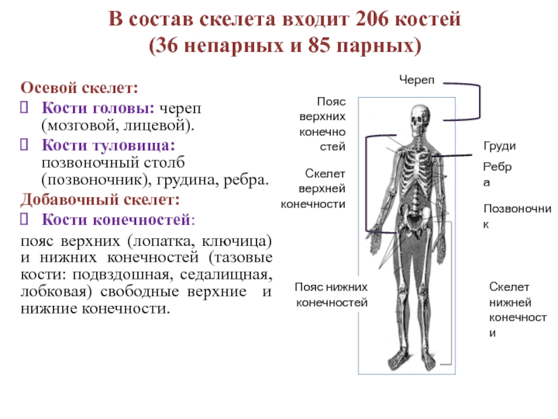 Скелет проекта образец