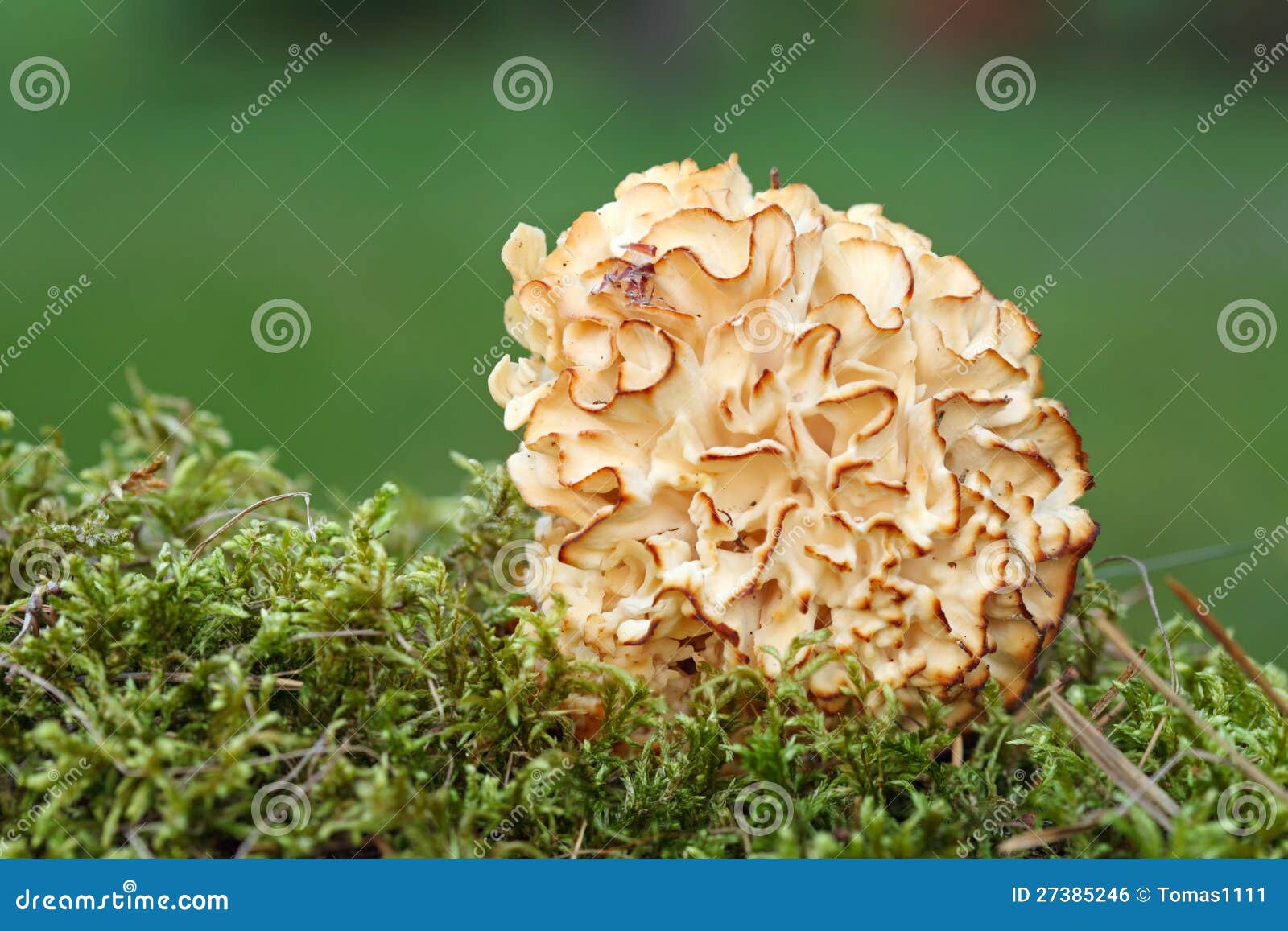 гриб баран фото описание