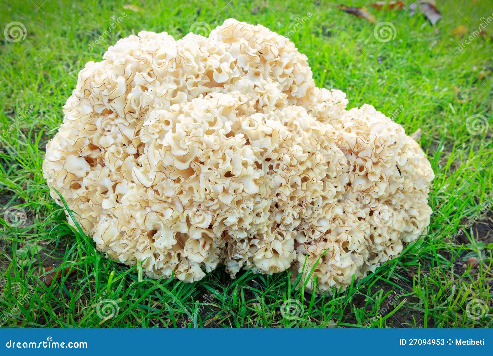 Спарассис курчавый, грибная капуста и коралловый гриб