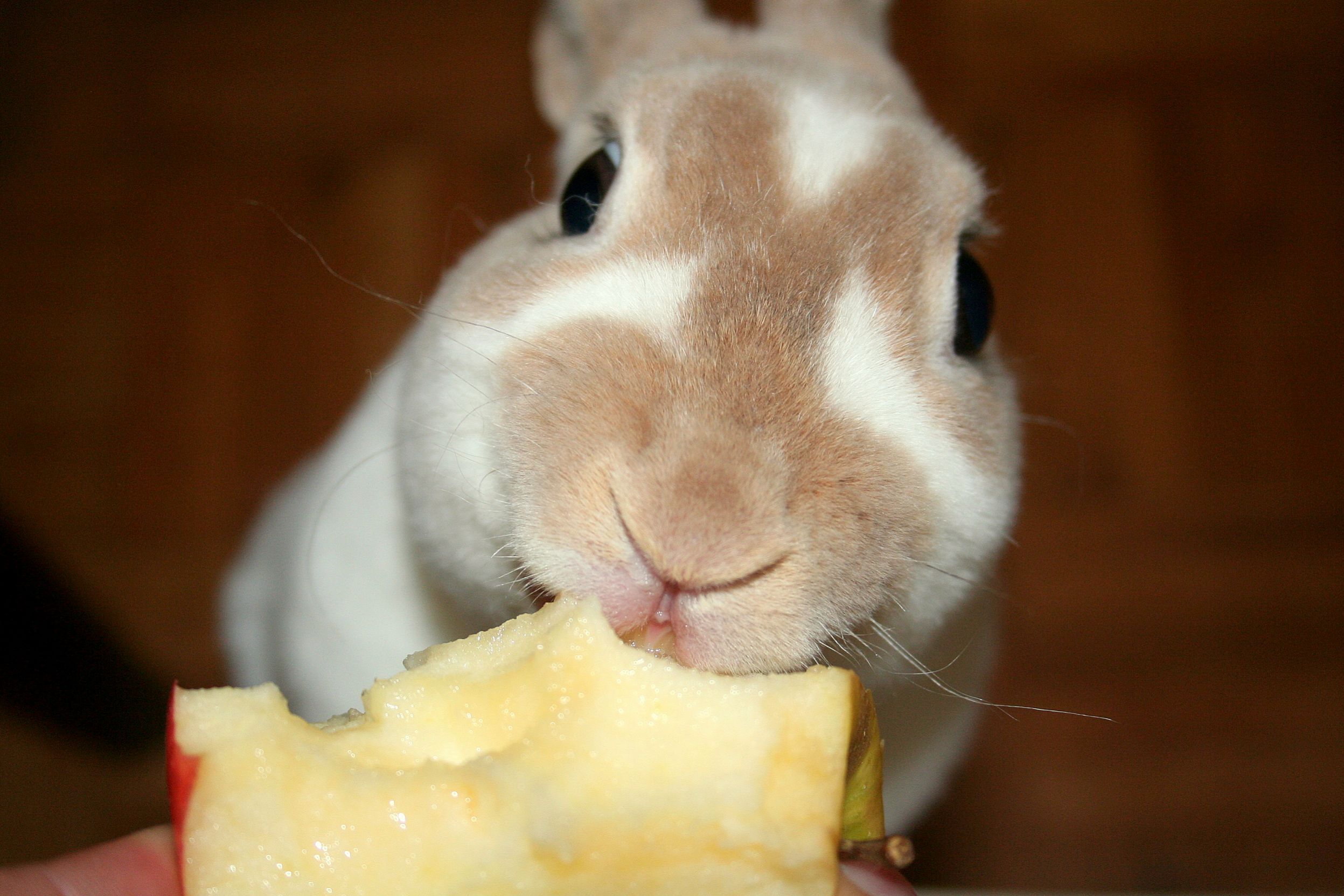 Кролик завтракает
