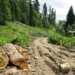 В Ленинградской области идет варварская вырубка лесов
		
